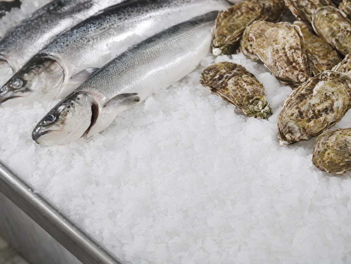 Flake ice bed under fresh fish and oysters Flake ice bed under fresh fish and oysters